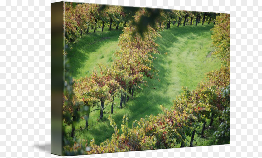 Vines Winding Number Biome Vegetation Gallery Wrap Landscape Meadow PNG