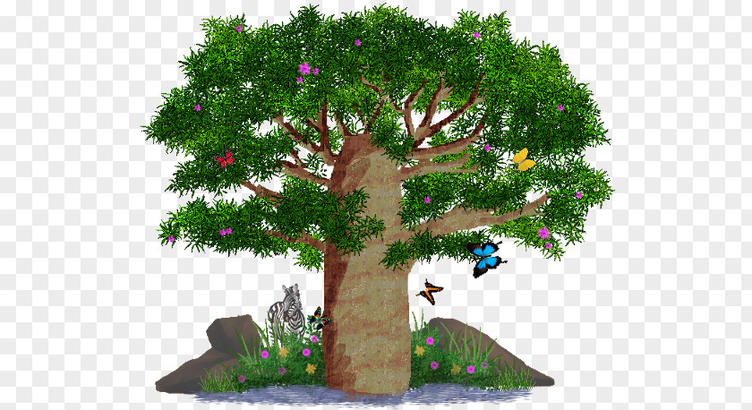 Africa Tree Biome Bonsai Branching PNG