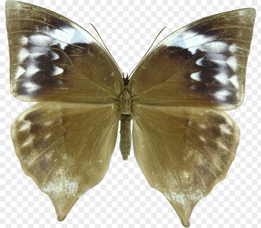 Butterfly Brush-footed Butterflies Pieridae Zeuxidia Amethystus Aurelius PNG
