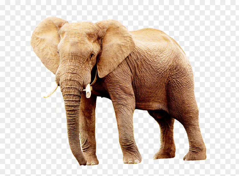 Cat Indian Elephant African Elephantidae Animal PNG