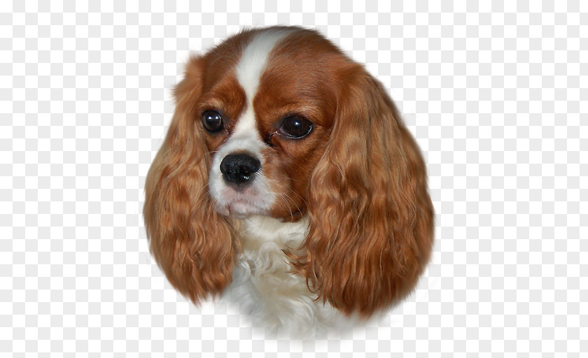 Cavalier King Charles Spaniel English Cocker Dog Breed Companion PNG