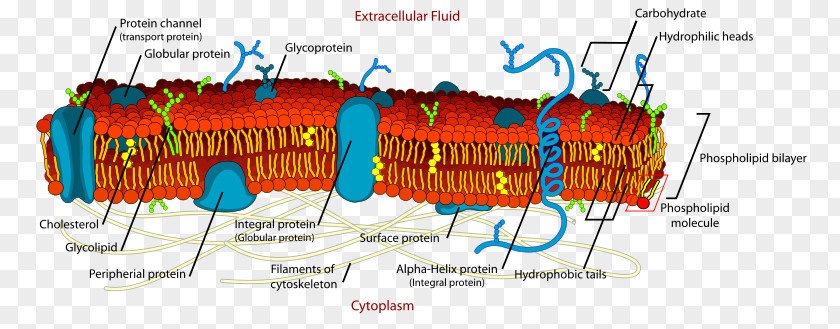 Cell Membrane Biological Biology PNG