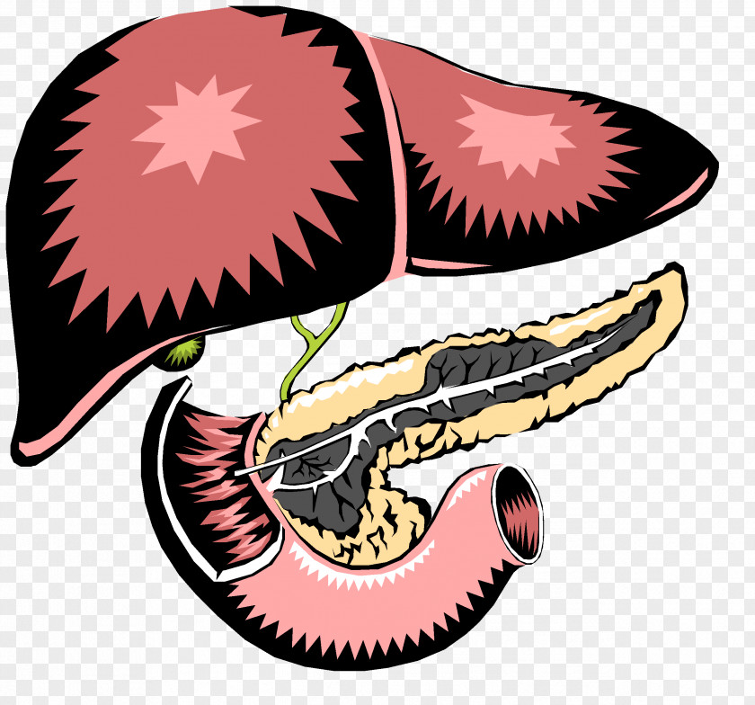 Inflammation Pancreas Liver Digestion Gallbladder Small Intestine PNG