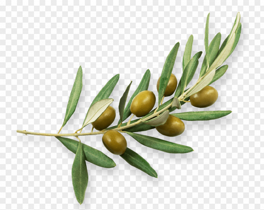 Olive Oil Branch Sehit Ali Borinli Ilkogretim Okulu PNG