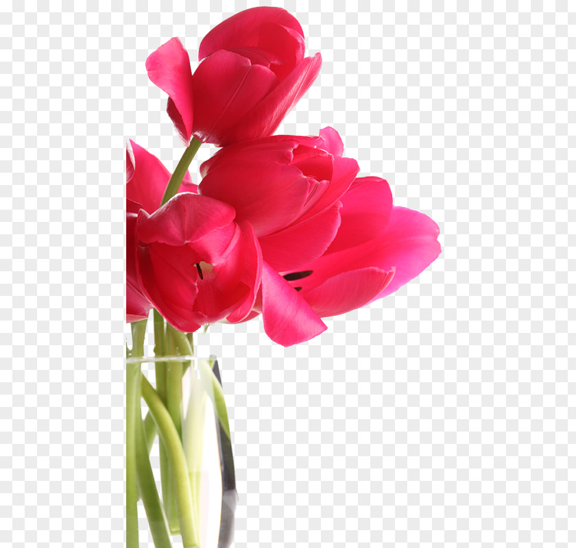 Red Tulips Tulip Flower Software PNG