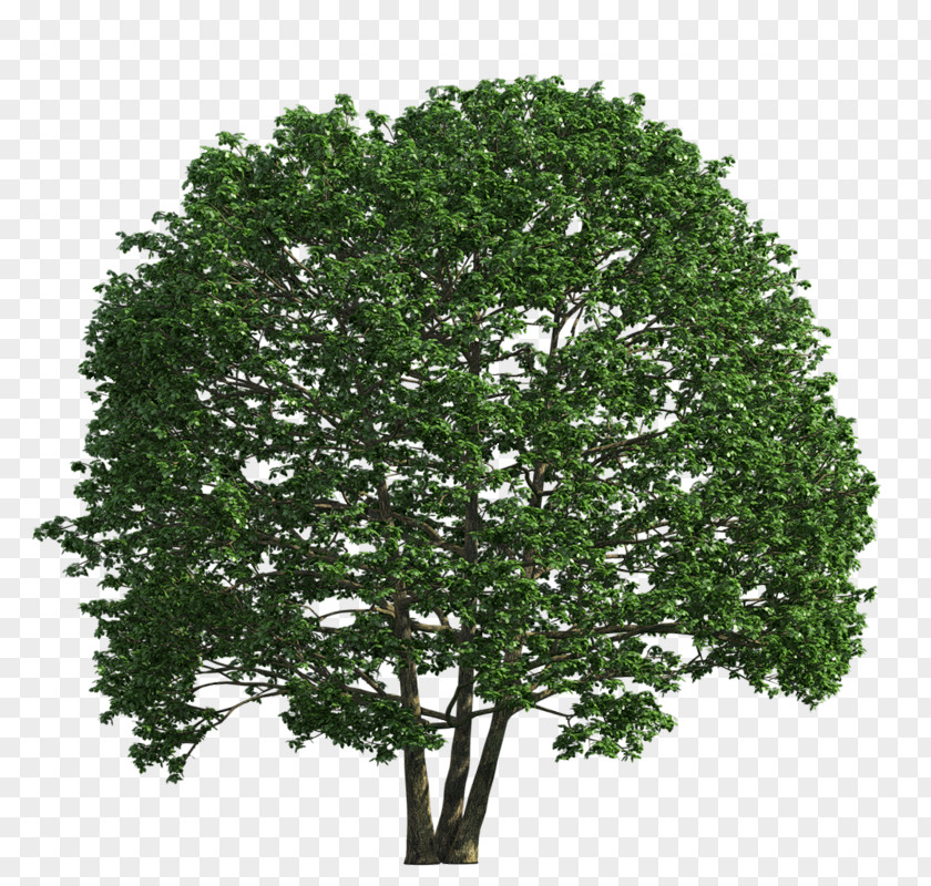 Tree Shrub English Oak PNG