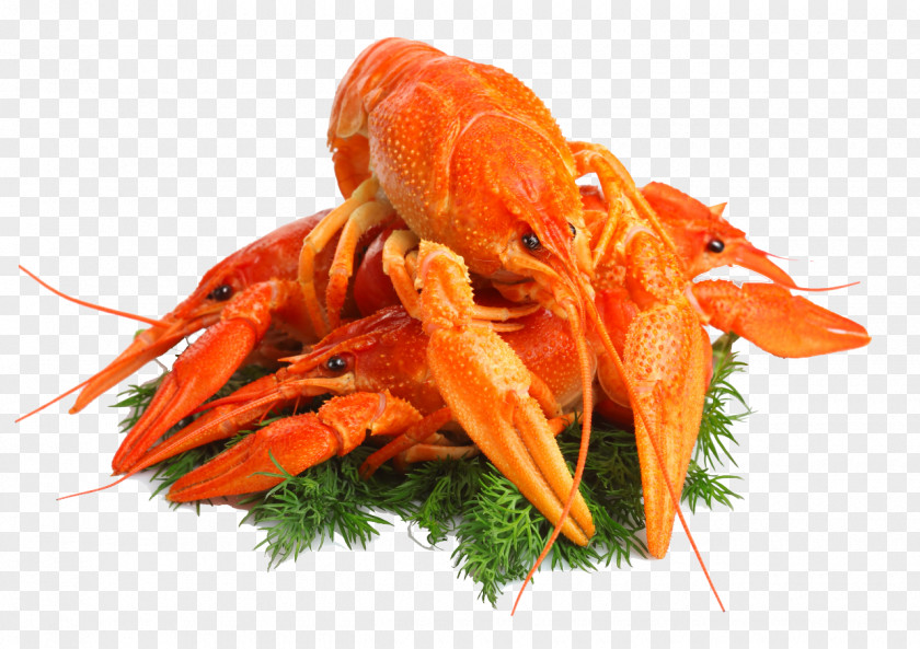 Beer Lobster Crayfish As Food Seafood Crab PNG as food Crab, clipart PNG