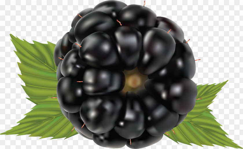 Blackberry Fruit Raspberry PNG