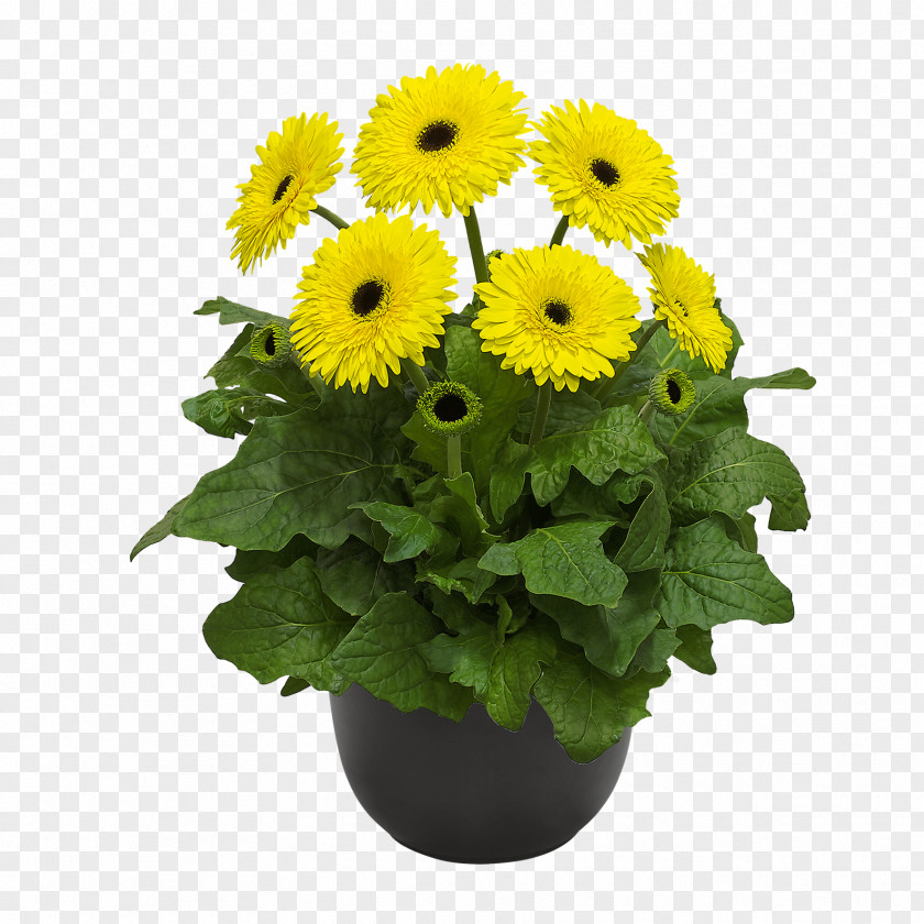 Chrysanthemum Flowerpot Cut Flowers Common Sunflower PNG