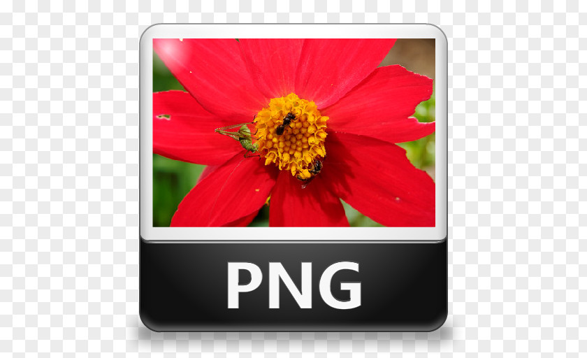 File Type Icon JPEG Interchange Format PNG