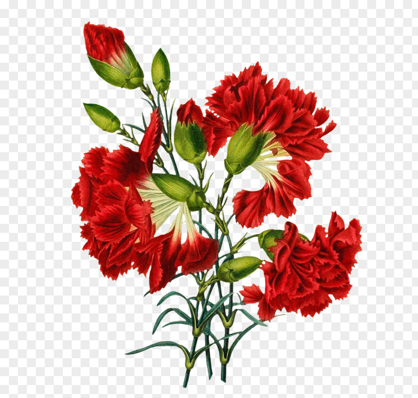 Flower Carnation Art Floral Design PNG