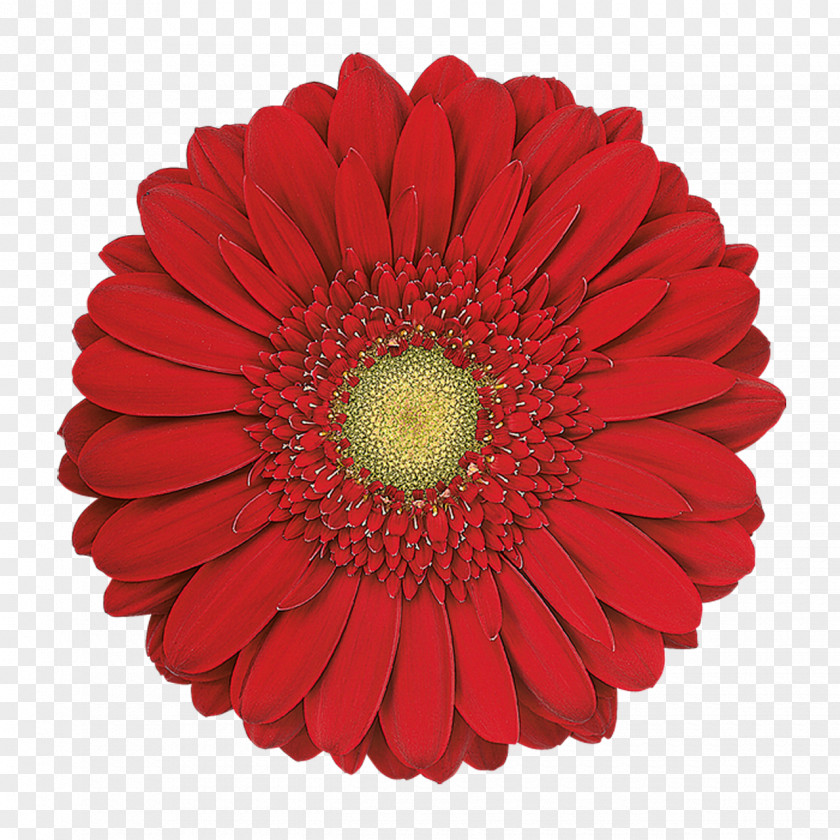 Gerbera Transvaal Daisy Cut Flowers Common Red PNG