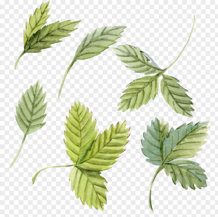 Hand-painted Mint Leaves Peppermint Leaf Watercolor Painting PNG