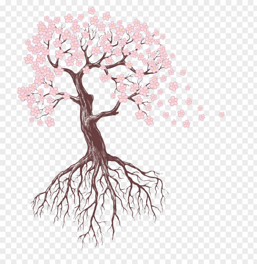 Pink Cherry Blossoms Drawing Tree Root Sketch PNG