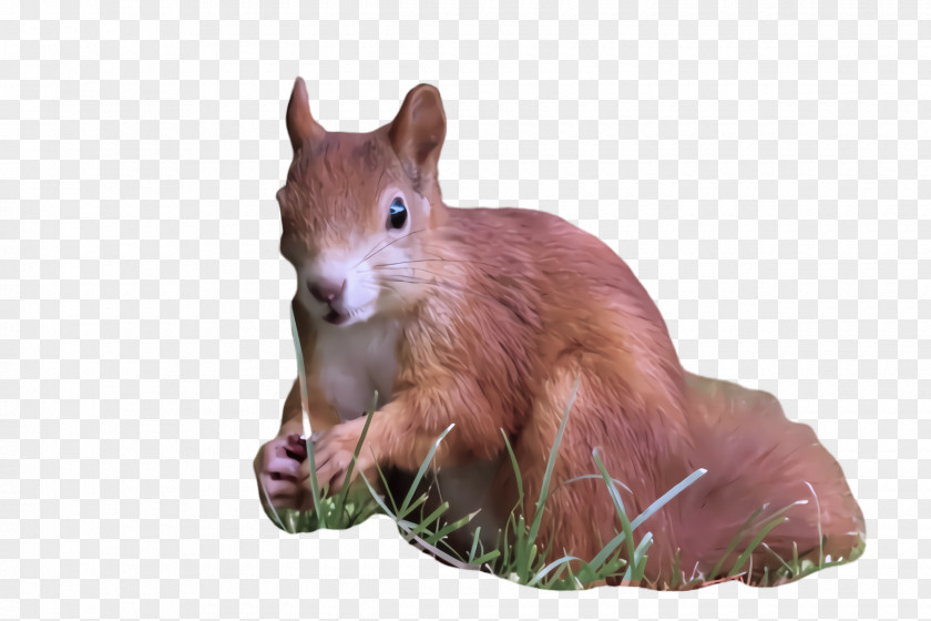 Squirrel Eurasian Red Snout Animal Figure Wildlife PNG
