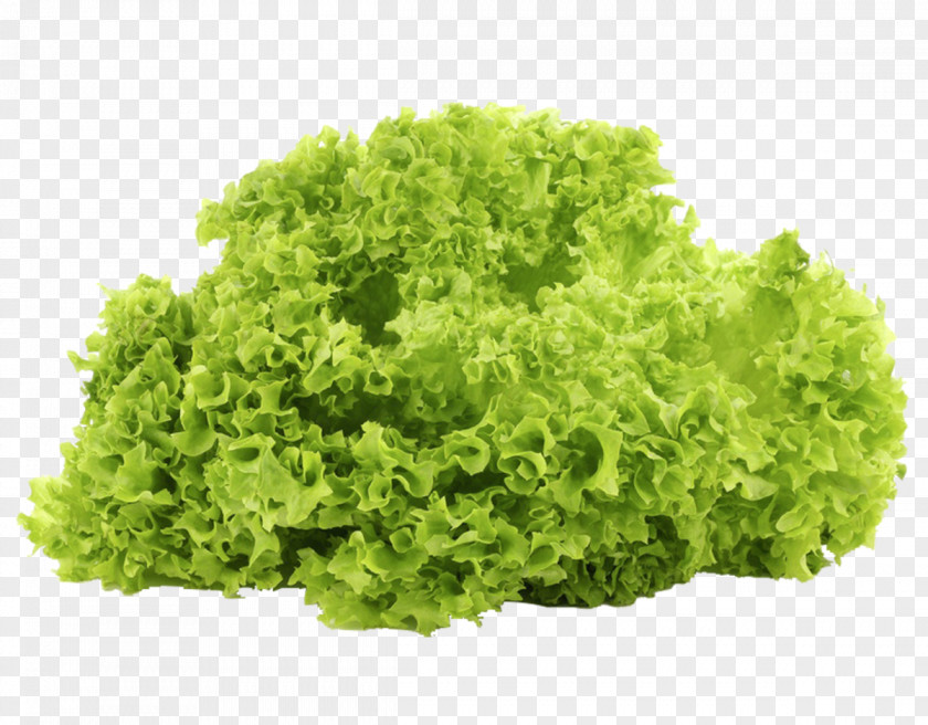 Vegetable Leaf Lettuce Salad Iceberg Produce PNG