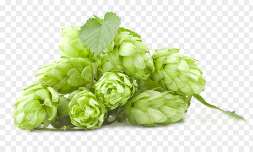 Beer India Pale Ale Amarillo Hops PNG