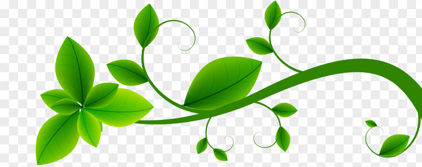 Flower Clip Art Green Plant Stem Leaf PNG