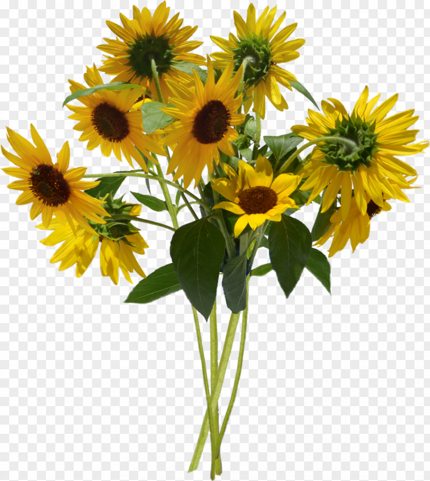 Flower Sunflower Bouquet Clip Art Image PNG