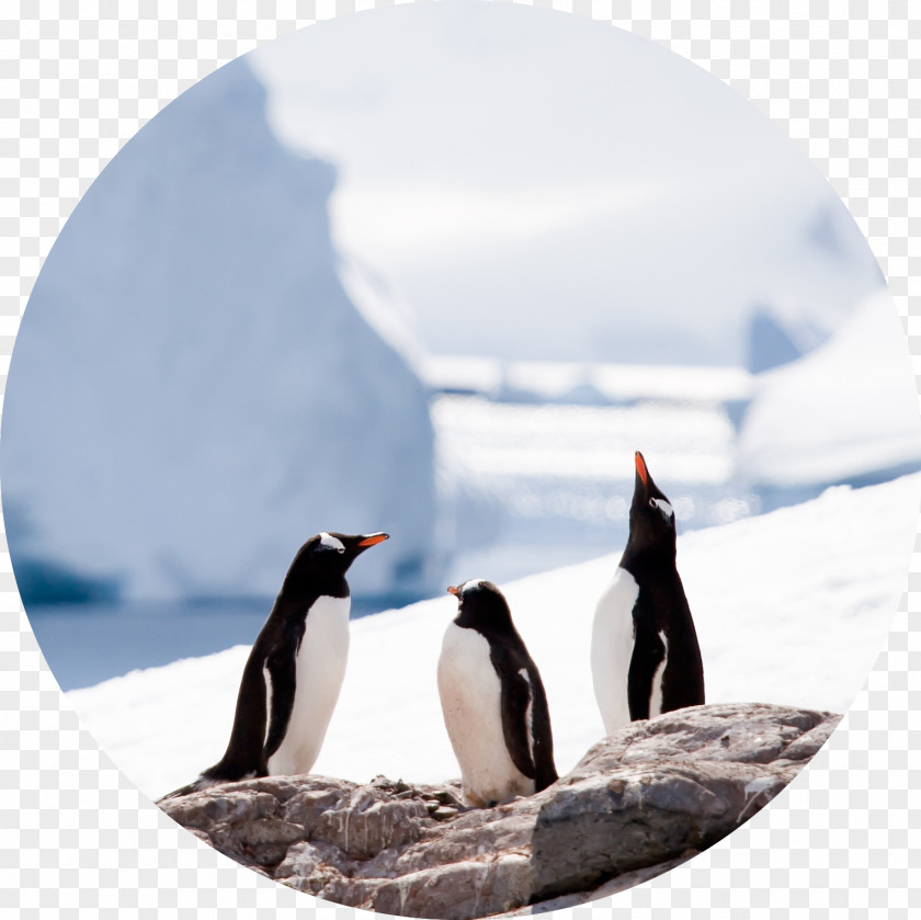 Penguin Antarctic Peninsula Stock Photography PNG