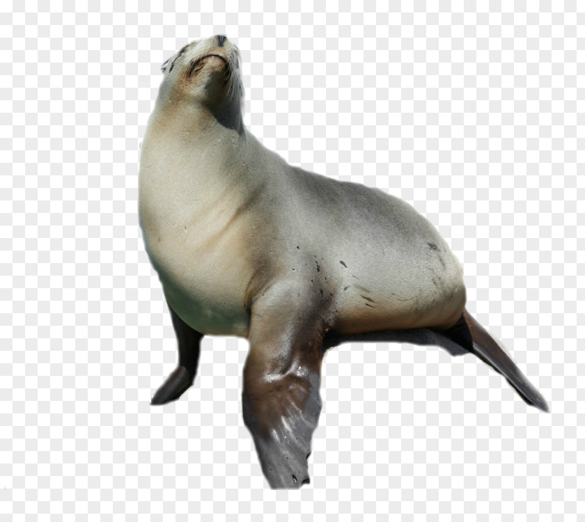 Sealanimal Sea Lion Harbor Seal Animal PNG