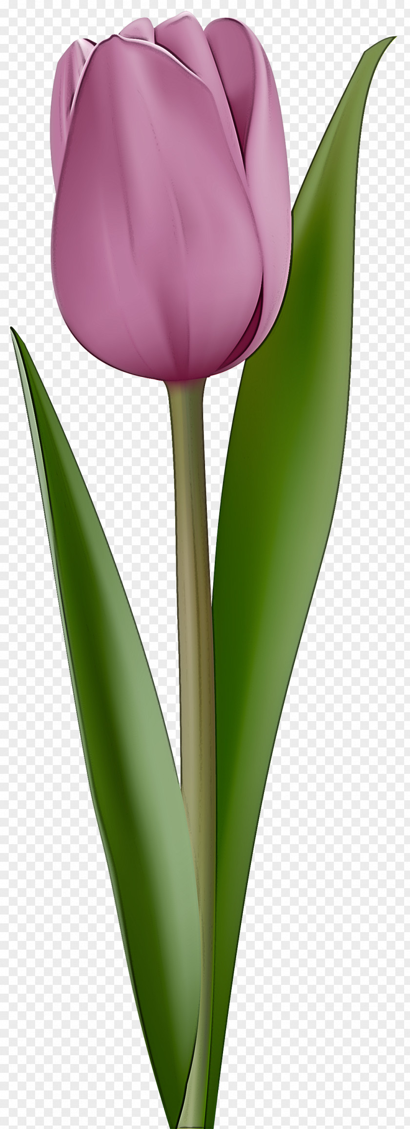 Tulip Flower Plant Petal Leaf PNG