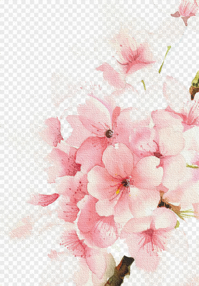 Cherry Blossoms Watercolour Flowers Watercolor: Watercolor Painting Drawing PNG