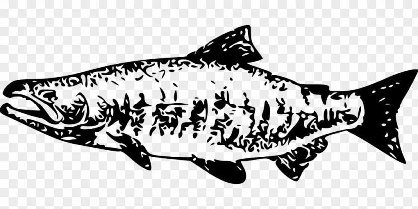 Fish Chum Salmon Chinook Drawing Sockeye PNG