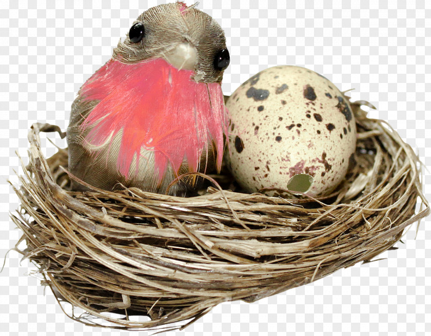 Happy Easter Bird Nest PNG