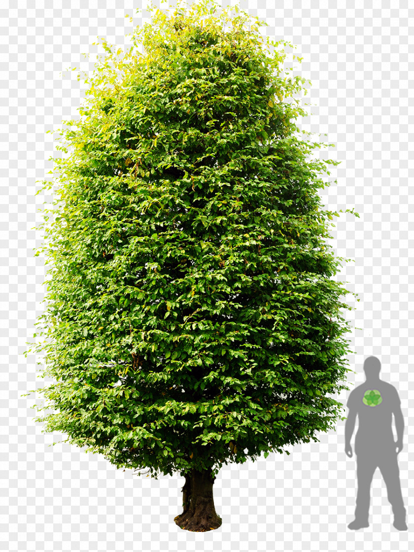 Hedge Carpinus Betulus Tree Plant English Yew Shrub PNG