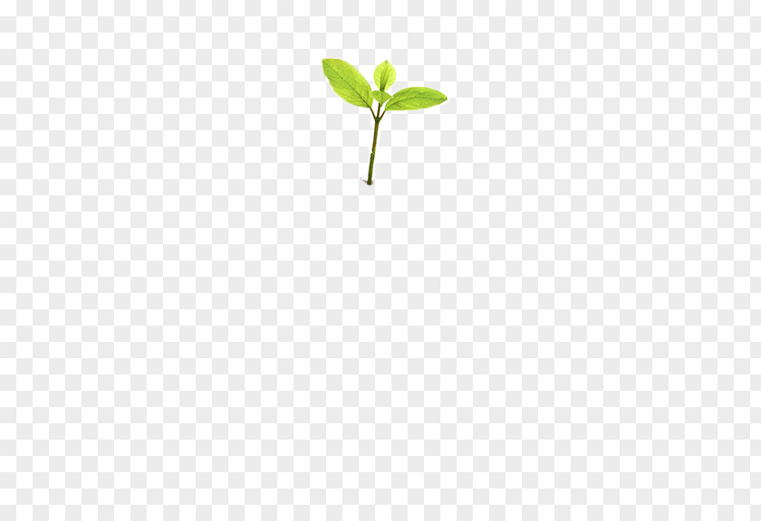 Seedling Leaf Tree Planting Plant Stem PNG