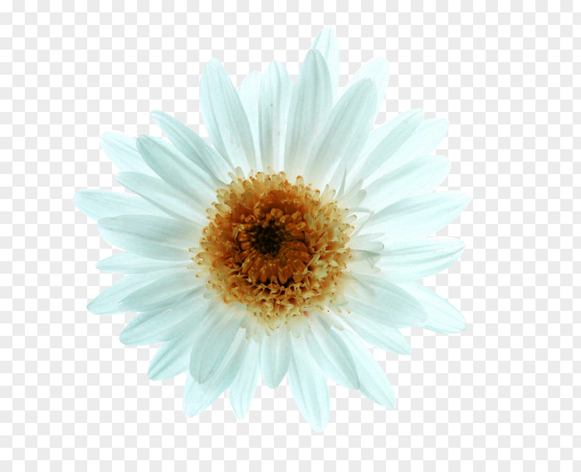 White Chrysanthemum Picture Material Xd7grandiflorum Euclidean Vector Oxeye Daisy PNG