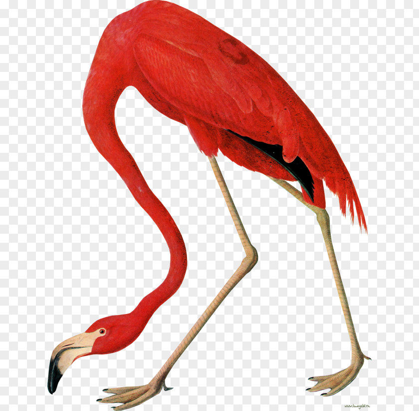 Bird The Birds Of America National Audubon Society American Flamingo Paper PNG