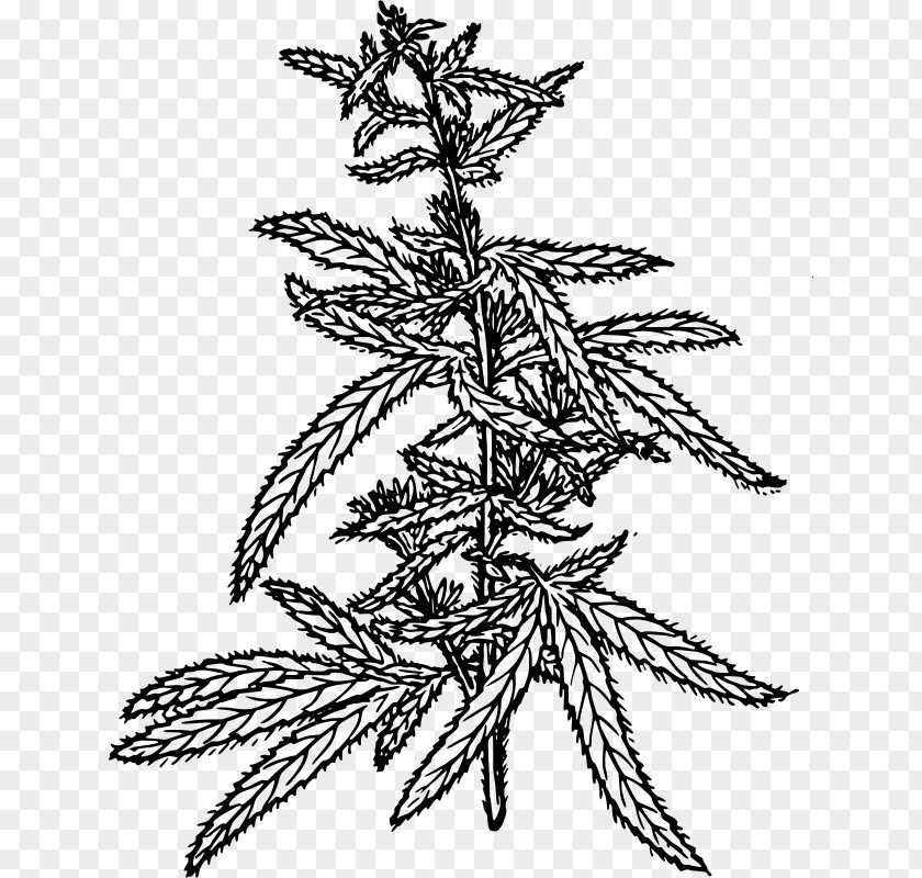 Cannabis Hemp Sativa Cannabidiol Clip Art PNG