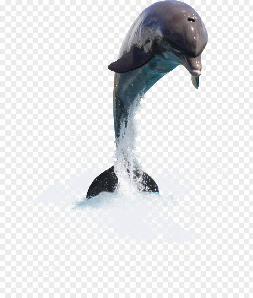 Dolphin Clip Art PNG