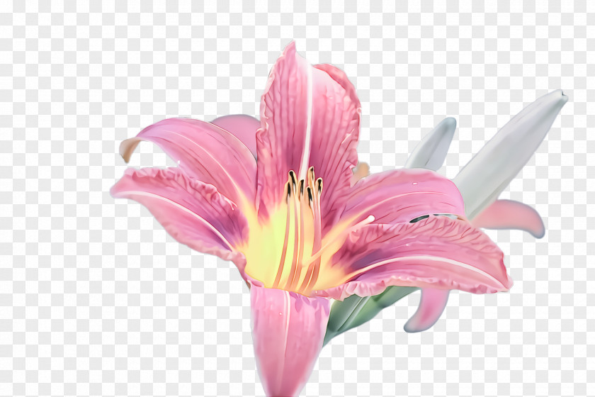 Flower Lily Pink Petal Plant PNG