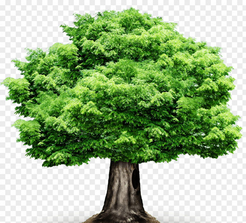 Tree Clip Art PNG