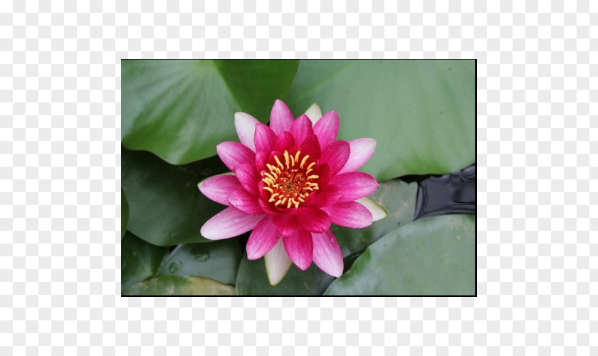 Water Lilies Garden Lake Proteales Koi PNG