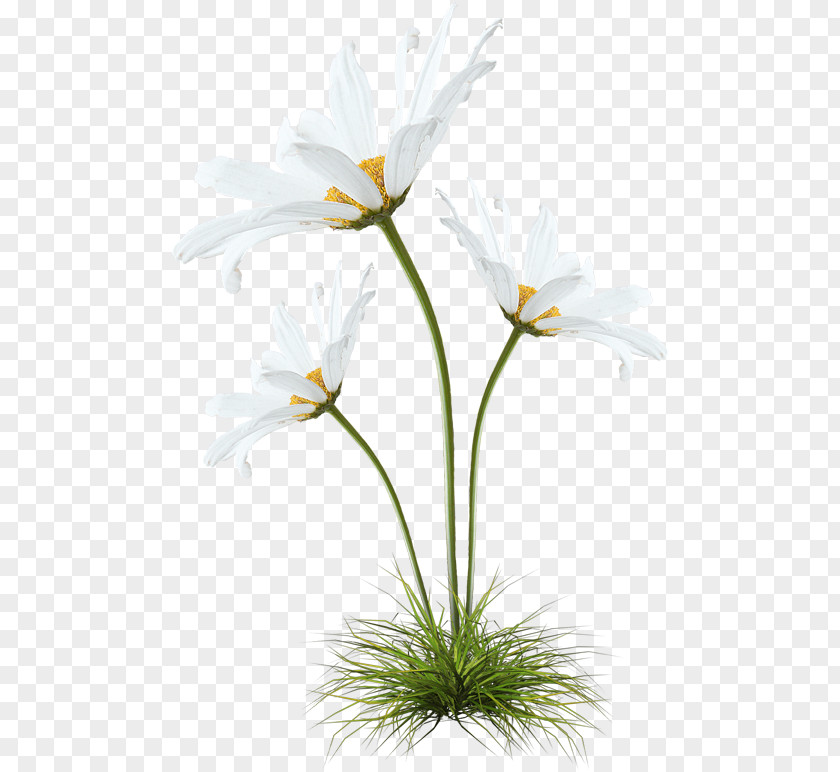 Black Dandelion German Chamomile PNG