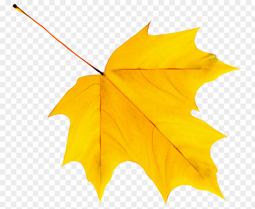 Cartoon Autumn Leaf Color Silhouette PNG