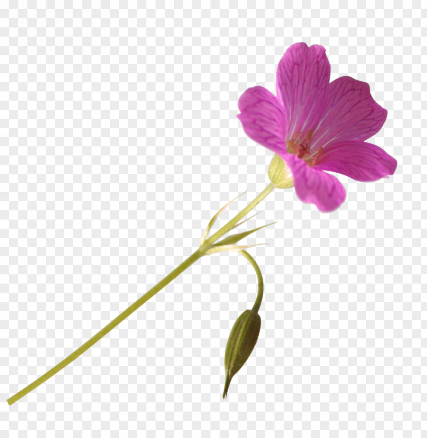 Gazania Flower Information Photography Clip Art PNG