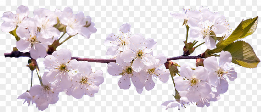 Sakura Cherry Blossom Desktop Wallpaper Clip Art PNG