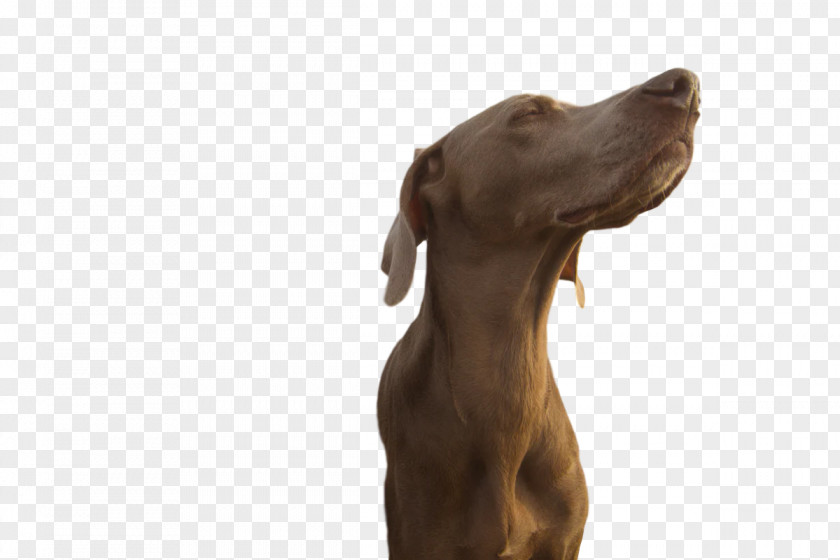 Weimaraner Puppy Snout Groupm PNG