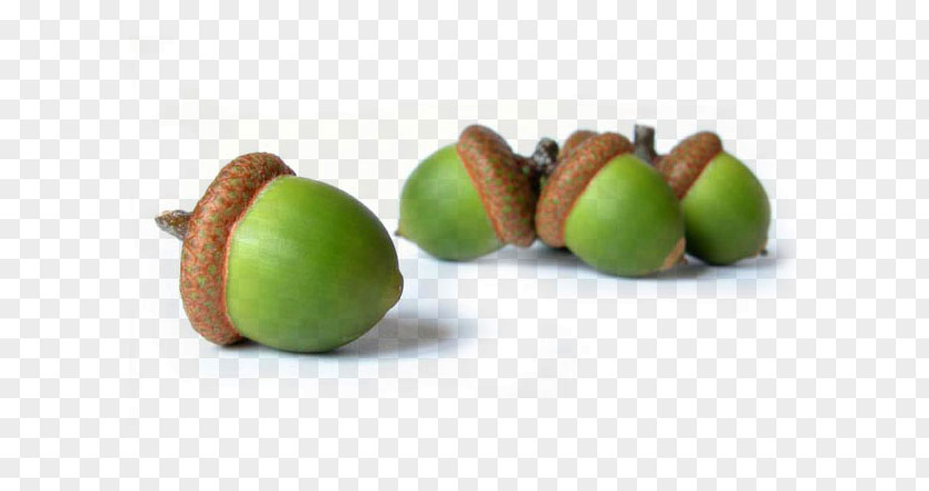 Acorn Hazelnut Oak Food PNG