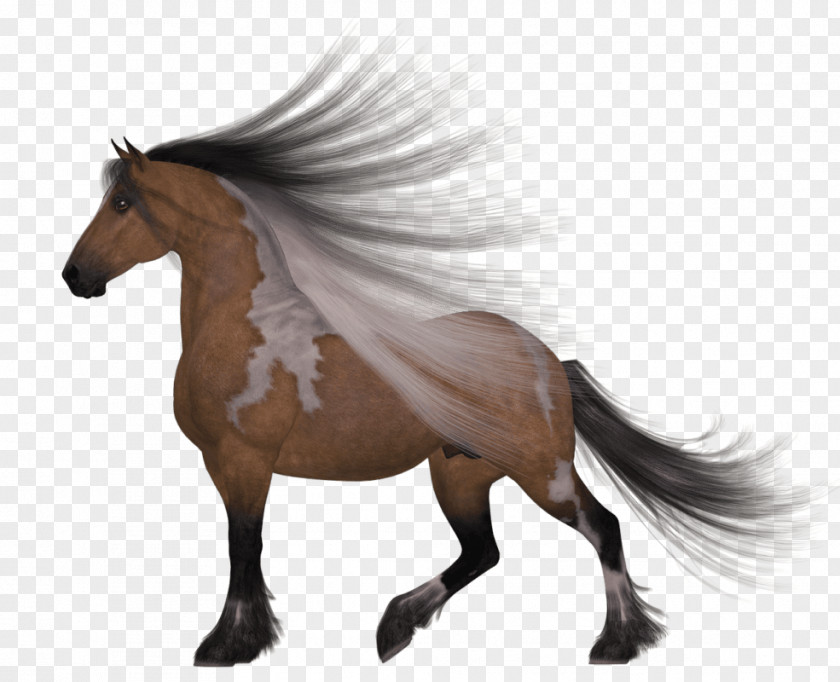 Betting Design Element Thoroughbred Arabian Horse American Quarter Clydesdale Paint PNG