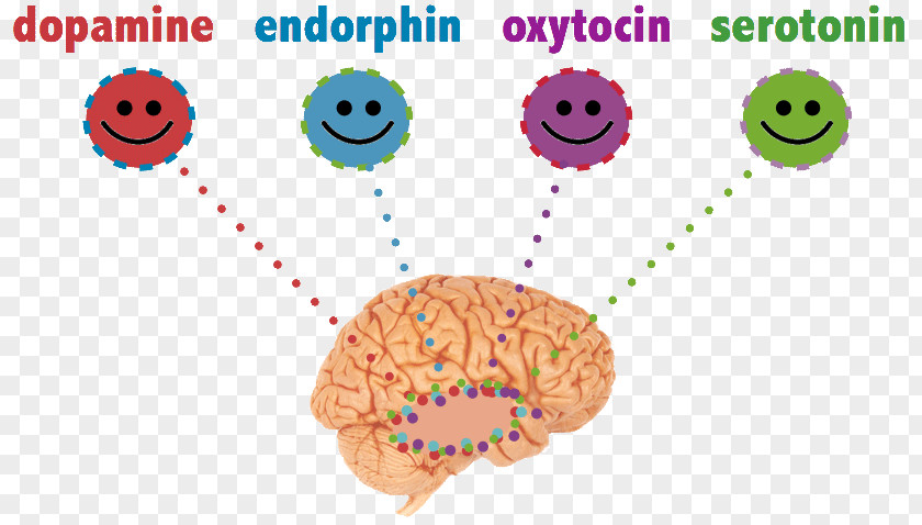 Brain Meet Your Happy Chemicals: Dopamine, Endorphin, Oxytocin, Serotonin Happiness Chemistry Endorphins PNG