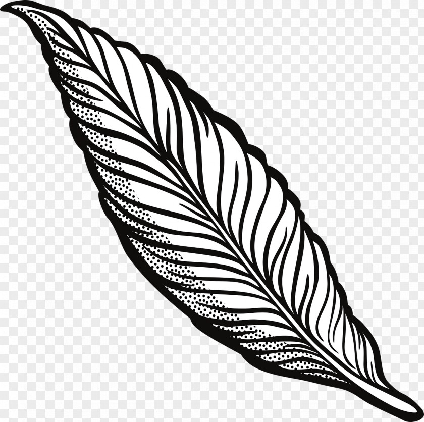 Feather Line Art Drawing Clip PNG