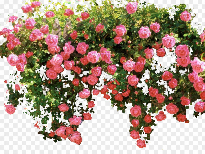 Flower Garden Roses Memorial Rose Floribunda Shrub Pink PNG