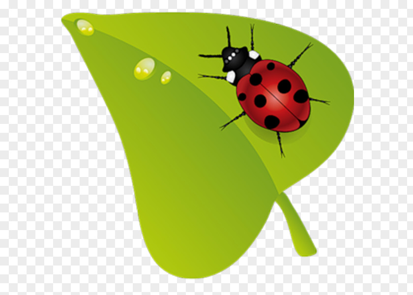 Ladybug Beruu0161ky Insect Clip Art PNG
