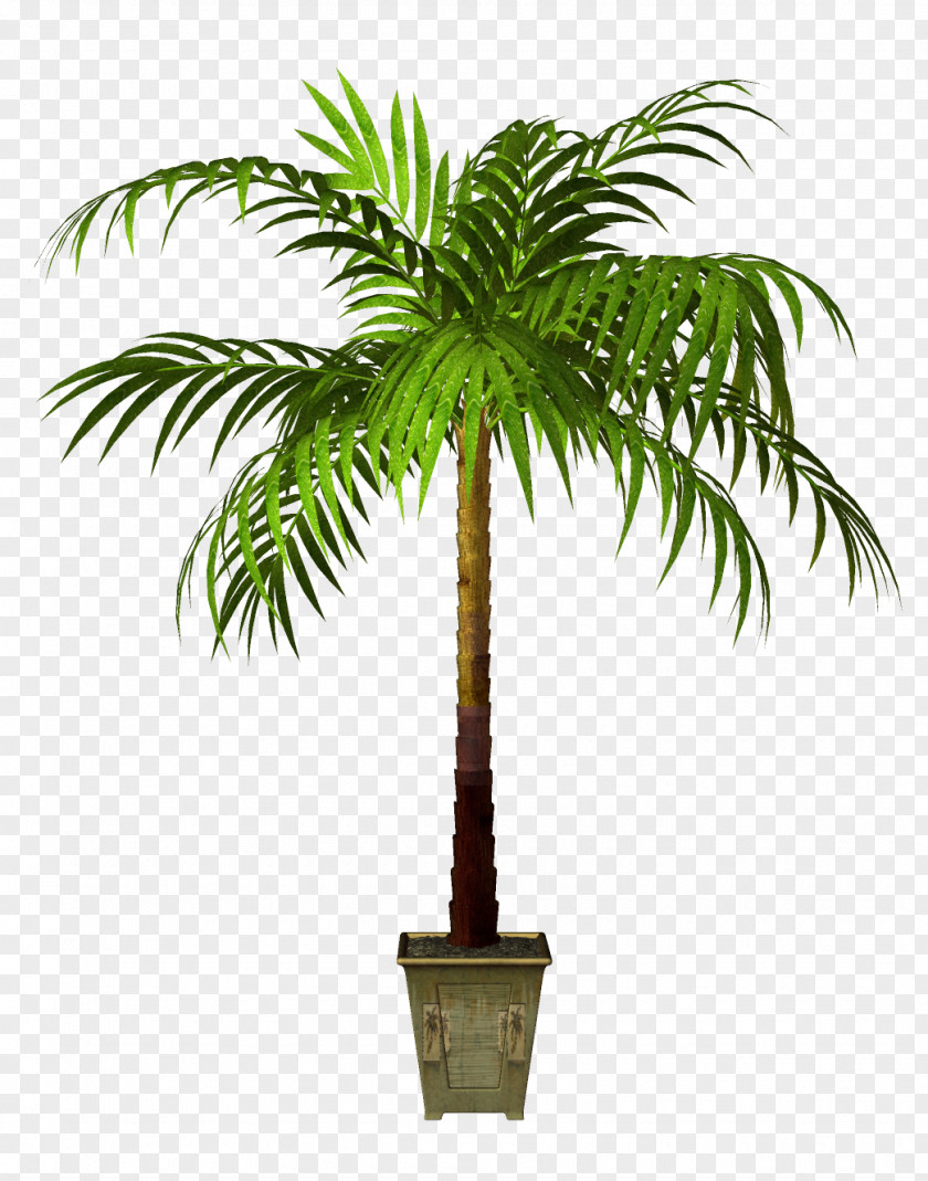 Plants Flowerpot Asian Palmyra Palm Houseplant PNG